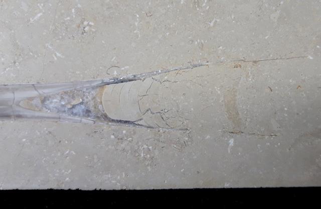 Hibolithes sp. (MONTFORT 1808) - Bild © FossNet FossilienStore